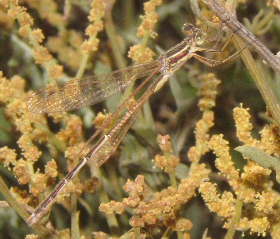 Lestes barbarus